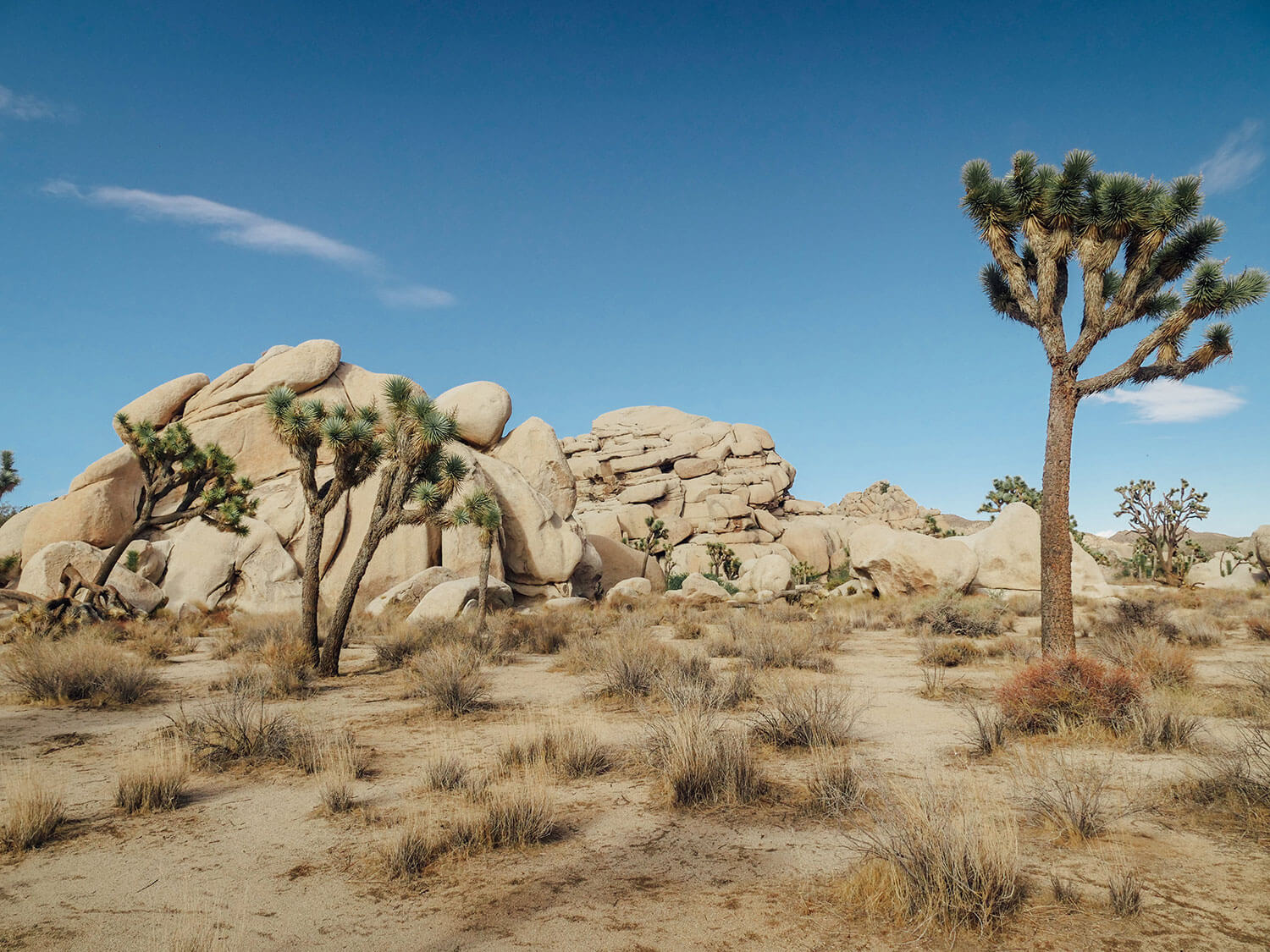 A dry desert scene from the Mohave desert with boulders and cactus like trees